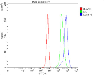 Flow Cytometry analysis of K562 cells using anti-GJA4 antibody. Overlay histogram showing K562 cells