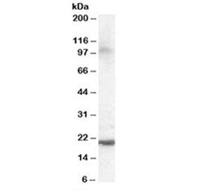 ARL6IP5 Antibody
