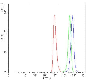 SEPT4 Antibody / Septin 4