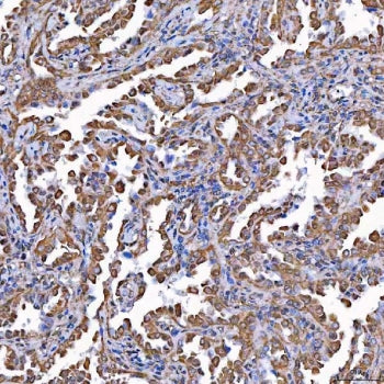 TOMM34 Antibody / Translocase of outer membrane 34 kDa subunit