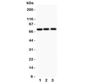 APLP1 Antibody