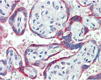 IHC staining of FFPE human placenta with NOX2 antibody at 3.8ug/ml. HIER: steamed with pH6 citrate b