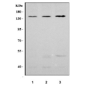 Neuropilin 1 Antibody / NRP1