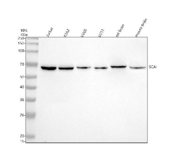 Western blot analysis of SCAI using anti-SCAI antibody. Electrophoresis was performed on a 10% SDS-P