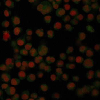Immunofluorescent staining of PFA-fixed human Raji cells with CF488-conjugated IgA antibody (clone I