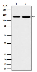 Western blot analysis of MYO1B expression in (1) human 293 cell lysate; (2) mouse heart lysate. Pred
