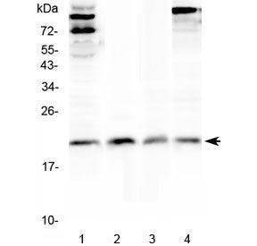 IL-22 Antibody