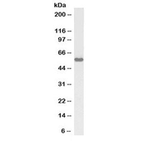 Western blot testing of rat testis lysate with biotinylated KPNA3 antibody at 1ug/ml. Predicted mole