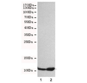 Western blot testing of 1) HeLa and 2) A549 cell lysates with FSP1 antibody at 1:500. Predicted mole