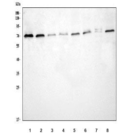 Western blot testing of 1) human SH-SY5Y, 2) human Daudi, 3) rat testis, 4) rat brain, 5) rat C6, 6)