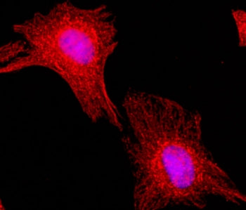 ICC staining of human HeLa cells using the recombinant Alpha Tubulin antibody at 1:200 (red) and nuc