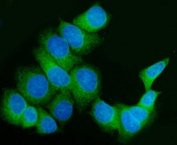 Immunofluorescent staining of FFPE human MCF7 cells with FKBP10 antibody (green) and DAPI nuclear st