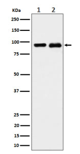 Western blot analysis of CSDE1 expression in (1) K562 cell lysate; (2) PC-12 cell lysate using CSDE1
