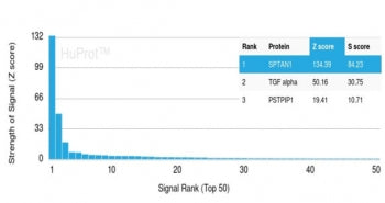 SPTAN1 Antibody / Alpha II Spectrin / Alpha Fodrin / NEAS