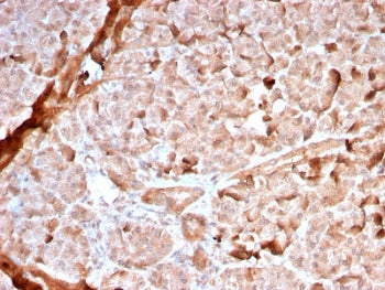 IHC staining of FFPE human pancreas with recombinant Mitochondrial Marker antibody (clone MTC02/2860