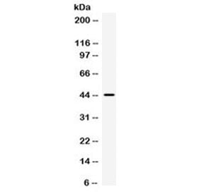 IRF9 Antibody / Interferon regulatory factor 9