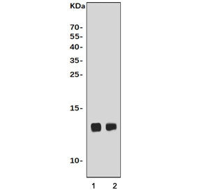 Cox6a2 Antibody
