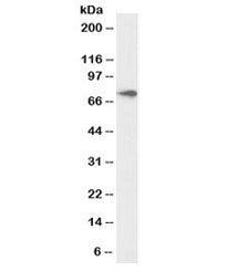 Western blot testing of human kidney lysate with biotinylated ABCD3 antibody at 1ug/ml. Predicted mo