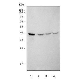 ABRA Antibody / Actin-binding Rho-activating protein