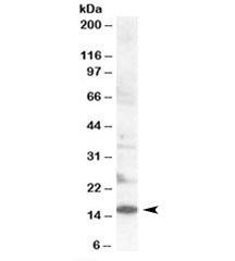 Western blot testing of human lymph node lysate with SH2D1 antibody at 0.2ug/ml. Predicted molecular