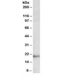 Western blot testing of human kidney lysate with Dynactin 3 antibody at 0.03ug/ml. Expected molecula