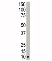 Western blot analysis of NEDD8 antibody and HeLa cell lysate. Predicted molecular weight ~9 kDa.