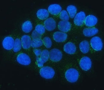 Immunofluorescent staining of FFPE human MCF7 cells with SEC24C antibody (green) and DAPI nuclear st