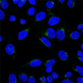 Immunofluorescent staining of methanol-fixed human HeLa cells with CF488-labeled Golgi complex antib