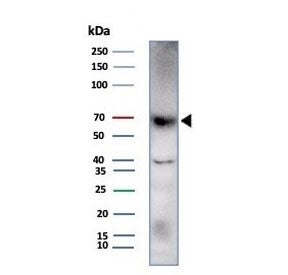 Perforin Antibody / PRF1