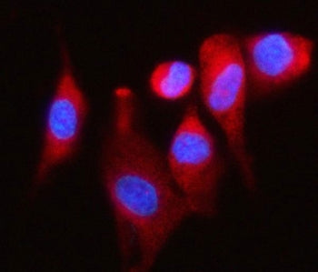 Immunofluorescent staining of FFPE human U-87 MG cells with DAP5 antibody (red) and DAPI nuclear sta