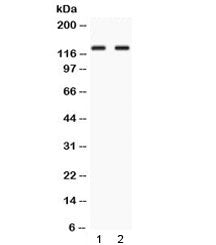 LRIG3 Antibody