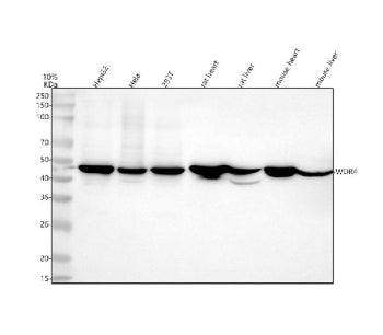 Western blot analysis of WDR4 using anti-WDR4 antibody. Lane 1: human HepG2 whole cell lysates, Lane