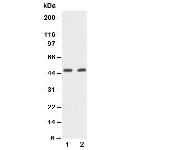 CD2 Antibody