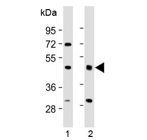 HIPPI Antibody
