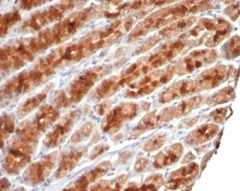 IHC staining of FFPE human stomach tissue with c-Myc antibody (clone MYC/7855R). HIER: boil tissue s