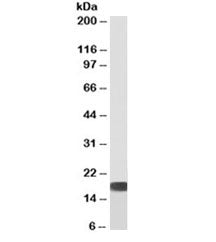 Western blot of human HEK293 cell lysate with biotinylated SOD antibody at 0.3ug/ml. Predicted molec
