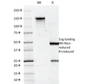 CD7 Antibody