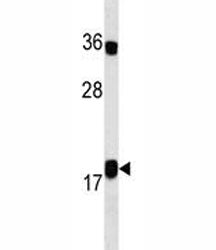 IL10 Antibody
