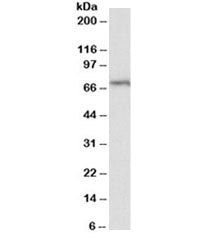 Western blot testing of Daudi lysate with TRIF antibody at 2ug/ml. Predicted/observed molecular weig