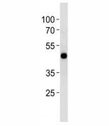 CREB antibody western blot analysis in HT29 lysate. Predicted molecular weight is 37 kDa but routine