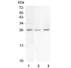 FGF9 Antibody