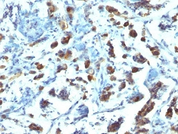 MUC3 Antibody