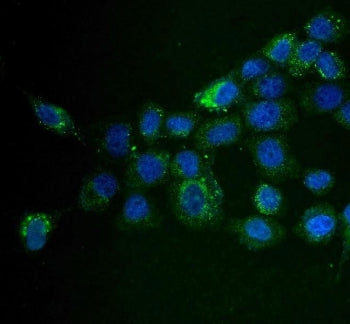 Immunofluorescent staining of FFPE human A431 cells with MAP4K5 antibody (green) and DAPI nuclear st