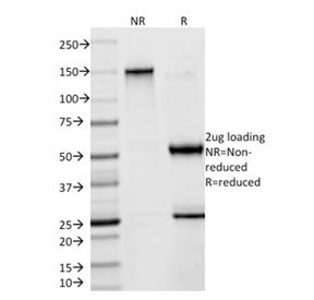 SOX9 Antibody