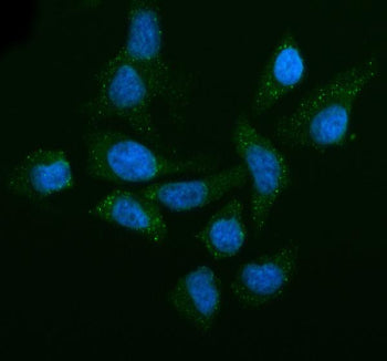 Immunofluorescent staining of LSM14A using anti-LSM14A antibody (green). LSM14A was detected in an i