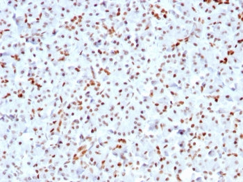 IHC staining of FFPE human pancreas with recombinant SOX9 antibody (clone SOX9/3141R). HIER: boil ti