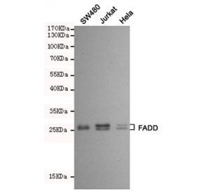 FADD Antibody
