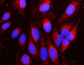 NAP1L1 Antibody / Nucleosome assembly protein 1-like 1