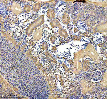 IHC staining of FFPE zebrafish kidney tissue with Zebrafish Eno1a antibody. HIER: boil tissue sectio