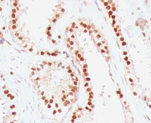 RAD51 Antibody